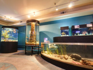 central-coast-aquarium-exhibit-2-v1